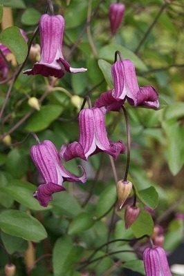 20150505_2c4886.jpg