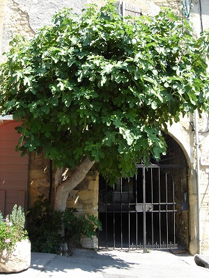 DSC00398.jpg