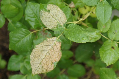 CK 049.jpg