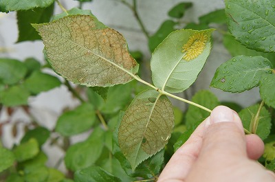 CK 054.jpg