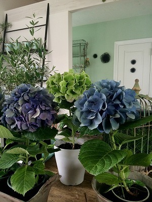 オリーブ 590.jpg