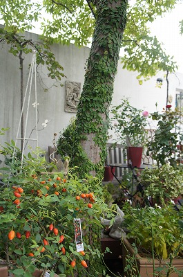 o 008.jpg
