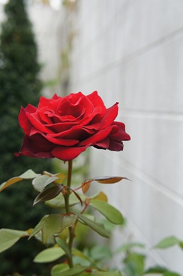 o 021.jpg