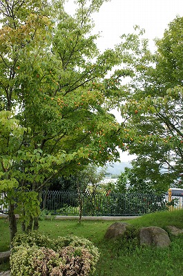 sX 155.jpg