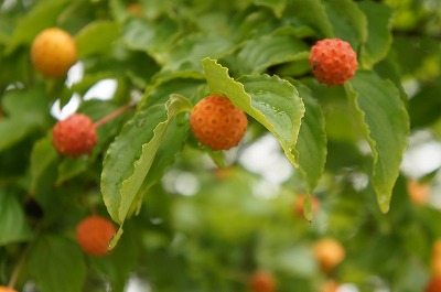 sX 158.jpg