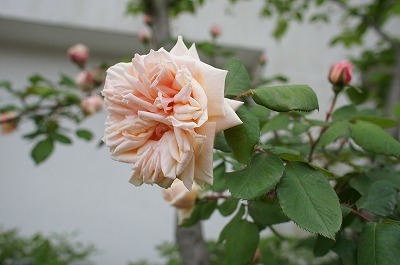 北庭 012.jpg