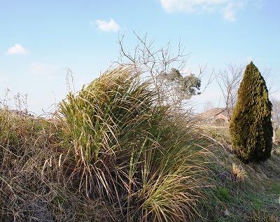 Γc 010.jpg