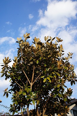 Γc 016.jpg