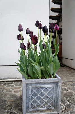 SPO|PP{ 675.jpg