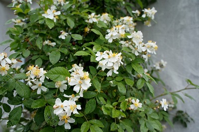 GARDENSGARDEN 070.jpg