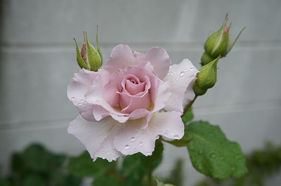 GARDENSGARDEN 103.jpg