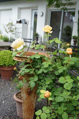 GARDENSGARDEN 111.jpg