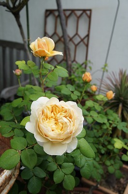 GARDENSGARDEN 118.jpg