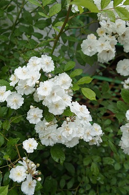 GARDENSGARDEN 136.jpg