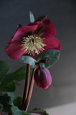 IMG_1697.jpg