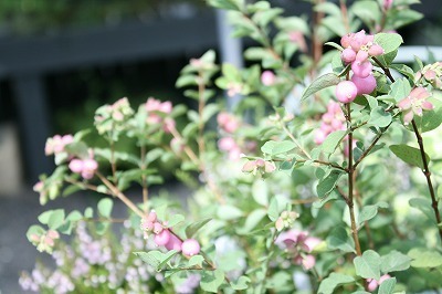 IMG_6376.jpg