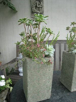 IMG_6584.jpg