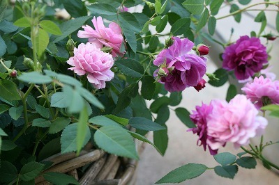 IMG_8167.jpg