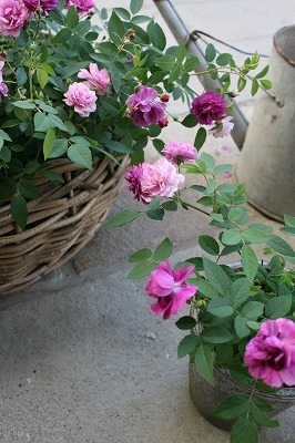 IMG_8169.jpg