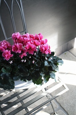 IMG_9252.jpg