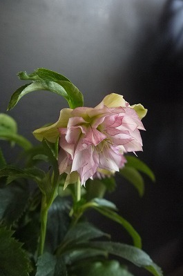 P1070351.jpg