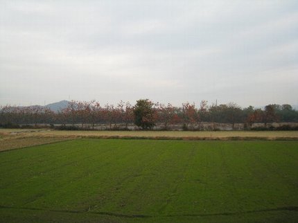 IMG_2036kaki.jpg