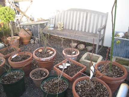 image/gardenerscafe-2-2009-02-24T04:21:03-3.JPG