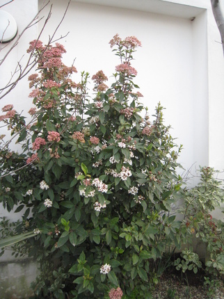 IMG_3190.JPG