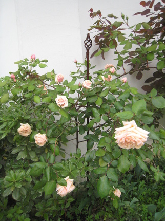 IMG_3766.JPG