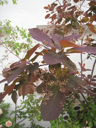 IMG_3957.JPG