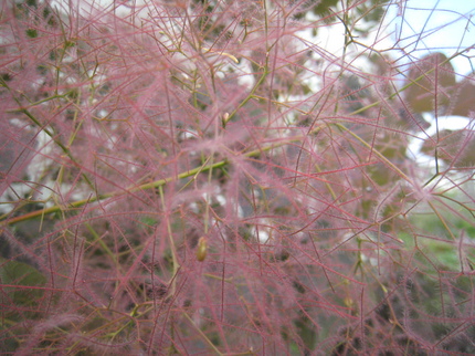 IMG_4812.JPG