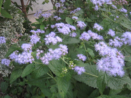 IMG_6194.JPG