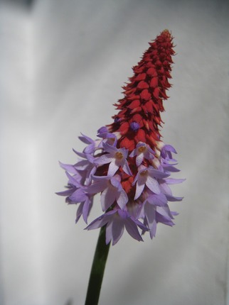 IMG_8796.jpg