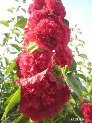 s-IMG_0858.jpg