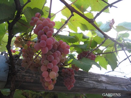 s-IMG_2276_2.jpg