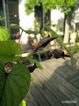 s-IMG_2591.jpg