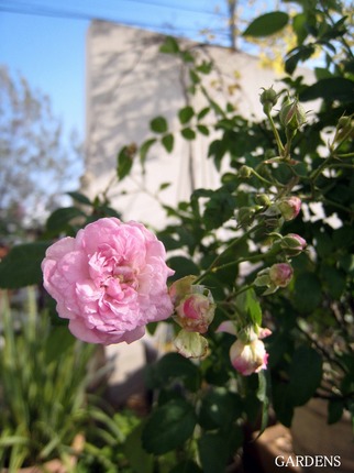 s-IMG_3621.jpg