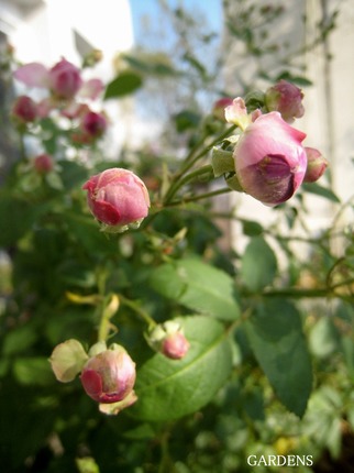 s-IMG_3618.jpg