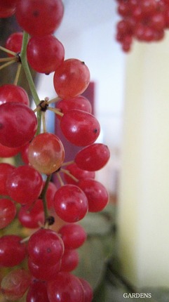 s-IMG_3993.jpg