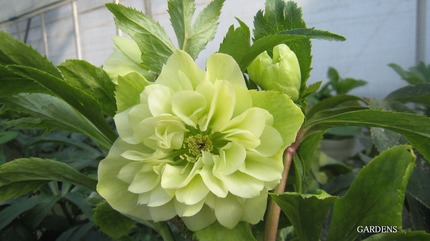 s-IMG_4020.jpg