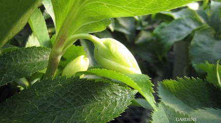 s-IMG_4030.jpg