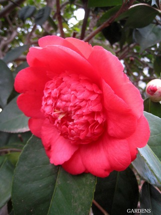 s-IMG_5621.jpg