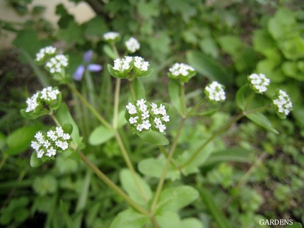 s-IMG_6665.jpg