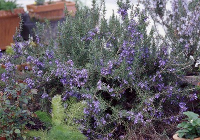 losemary082[1].jpg