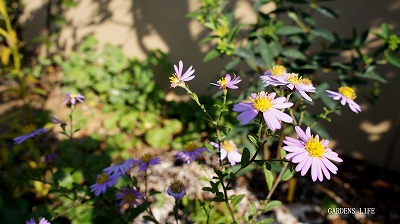 s-DSC00229.jpg