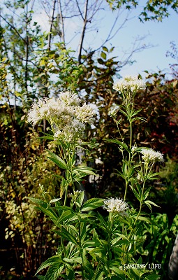 s-DSC00233.jpg
