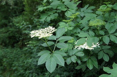 s-DSC02812.jpg