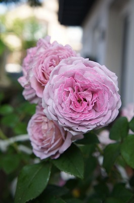 s-DSC03232.jpg