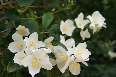 s-CMX 354.jpg