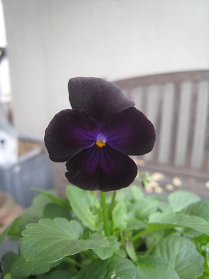 s-IMG_0250.jpg
